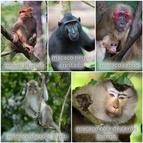 La Realidad de Tener un Mono Mascota +25 Especies Populares [con Fotos]