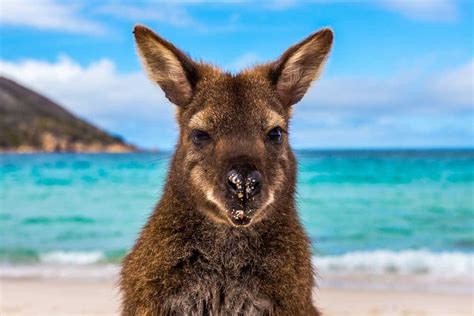 La realidad sobre los “bichos” y animales de Australia | YouTOOProject