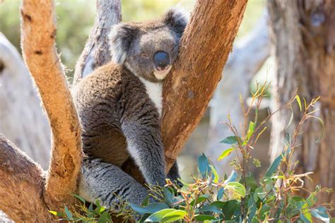 La realidad sobre los “bichos” y animales de Australia | YouTOOProject