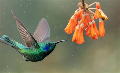 La relevancia cultural de los colibríes en un recorrido virtual