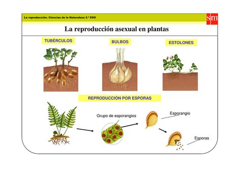 La Reproduccion Asexual De Las Plantas   SEONegativo.com