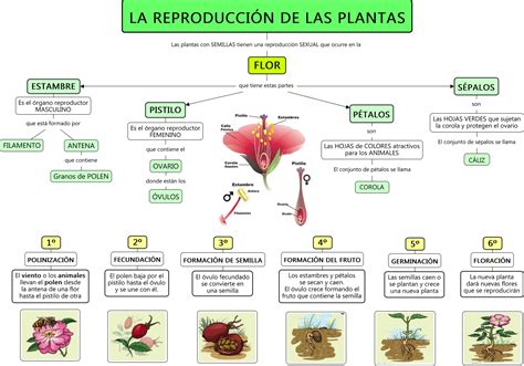 LA REPRODUCCIÓN DE LAS PLANTAS