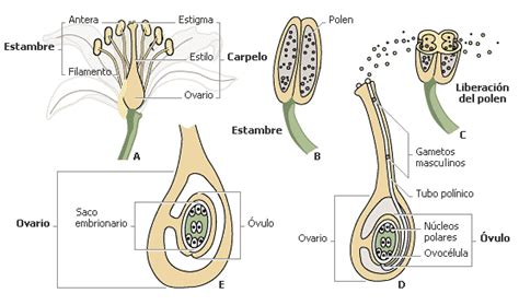 La reproducción de las plantas por semillas   Blogodisea