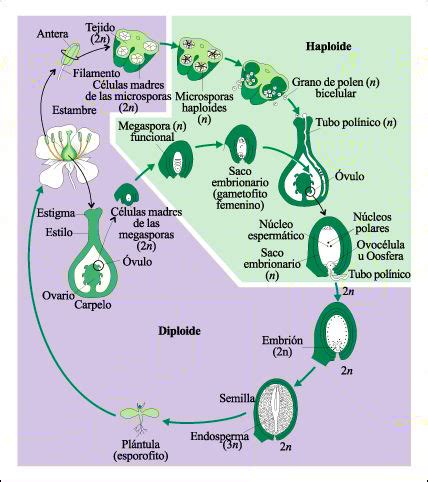 La reproducción de las plantas por semillas | Blogodisea