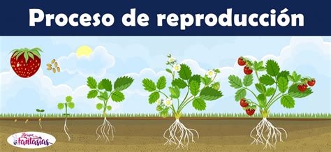 LA REPRODUCCIÓN DE LAS PLANTAS  Tipos y características