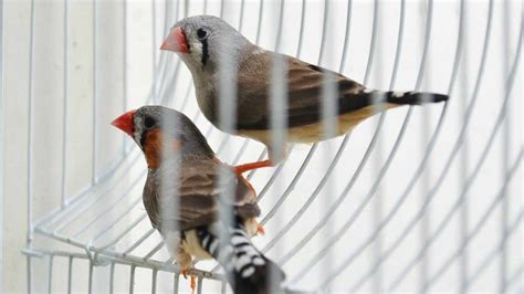 La reproducción de los pájaros en casa