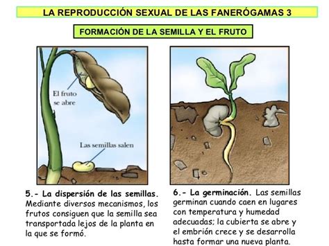 La Reproduccion De Los Vegetales