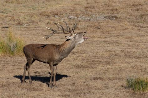 La reproducción del ciervo en Doñana, marcada por el cambio climático ...