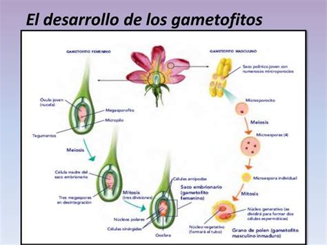 La reproducción en las plantas con semillas