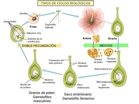 La reproducción en las plantas con semillas   Raquel_Biología