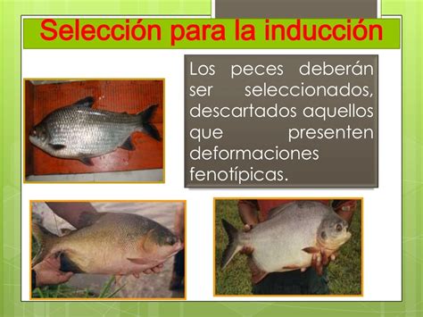 La reproducción inducida de peces