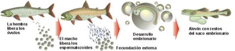 La reproducción sexual en los peces | Blog | Mascotea