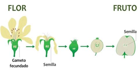 La reproducción sexual y asexual de las plantas. Aprende en Casa II ...