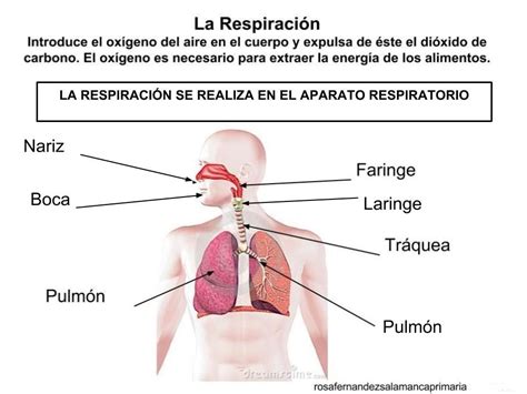 La respiración | Funciones de nutricion, Cuerpo humano para niños ...