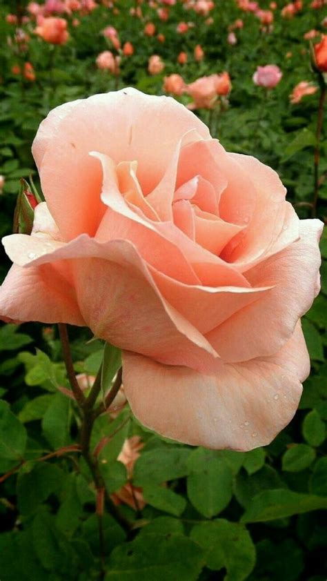 La Rosa   una flor con 40 millones de años ⋆ Writers.es | Flores ...