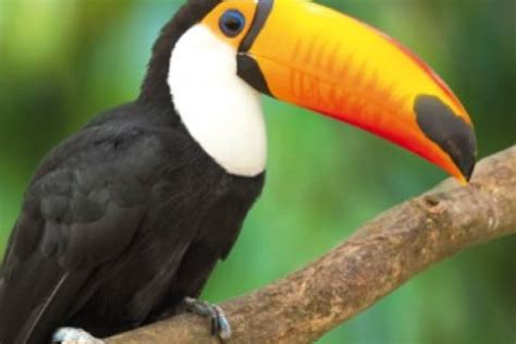 La selva amazónica: Guía para internarse en todos sus misterios | Nueva ...