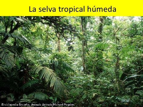 La selva tropical húmeda