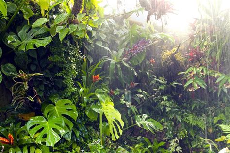 La selva tropical   Vanuatu