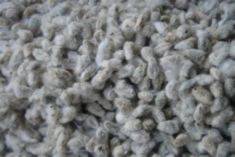 La semilla de algodón, una fuente de nutrientes para la alimentación humana