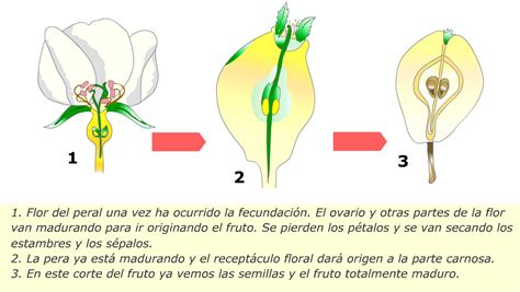 La semilla y el fruto ~ Con CIENCIA