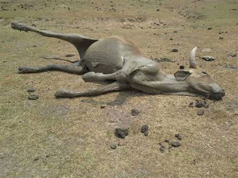 La sequía causa la muerte de miles de animales salvajes en Colombia ...