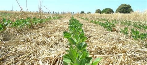 La siembra de soja a nivel nacional ya cubrió el 12% de las 18,1 MHa ...