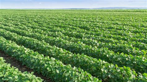 La siembra de soja alcanzó una superficie de 17,7 millones de hectáreas ...