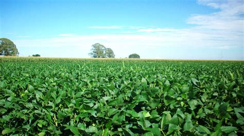 La siembra de soja registra un avance de 8,7 por ciento | IMPULSO