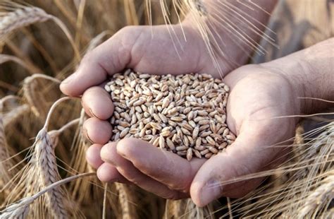 La siembra de trigo superó el 90 por ciento de la superficie estimada ...