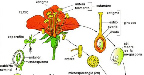 La Sistemática y Propagación de las Plantas: Los Angiospermas.