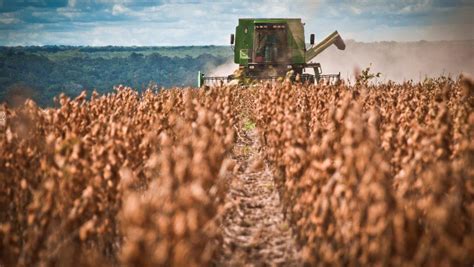 La soja cierra con bajas en el mercado local | Ecos365.com.ar ...