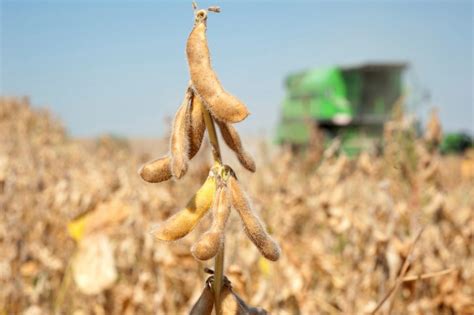 La soja genéticamente modificada aumentará el rendimiento en ...