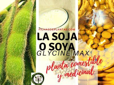 La Soja o Soya, Glycine max | DESCRIPCION, PROPIEDADES Y USOS