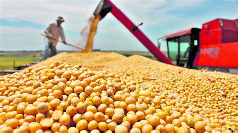 La soja presenta altos rendimientos, informa la Bolsa de Cereales   LA ...