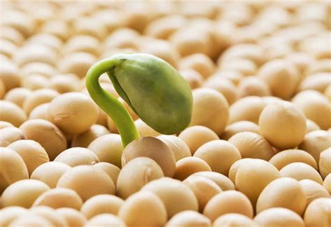 La soja, una superproteina vegetal   Diario de Gastronomía: Cocina ...