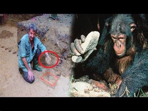 La Sorprendente Historia de los Chimpancés que llegaron a ...