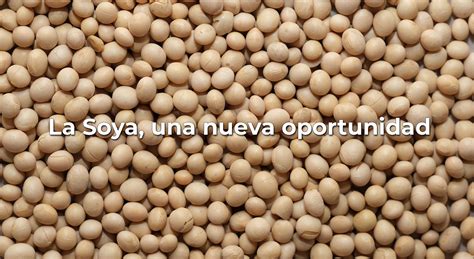 La Soya, una nueva oportunidad   QUIFUCA, C.A. Cultivos