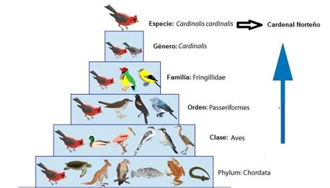 La Taxonomía: Definición, Objetivos, Clasificación ...