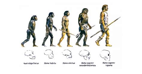 La teoría de la evolución biológica