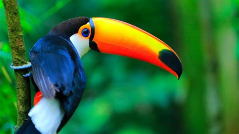 La Tierra esconde 7.000 especies de aves que los humanos ...