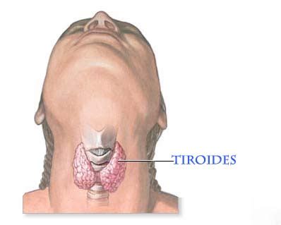 La tiroides y su efecto en el ser humano   El Pilón ...