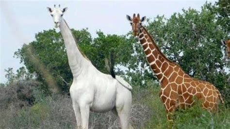 La única jirafa blanca que queda en el planeta captada en ...