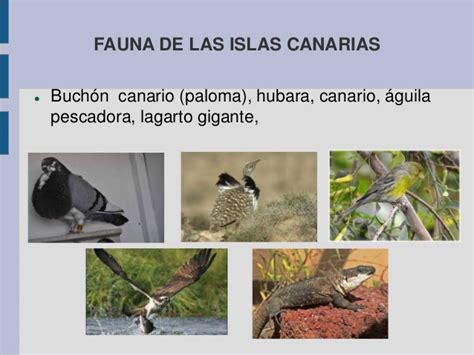 La vegetación y la fauna de España