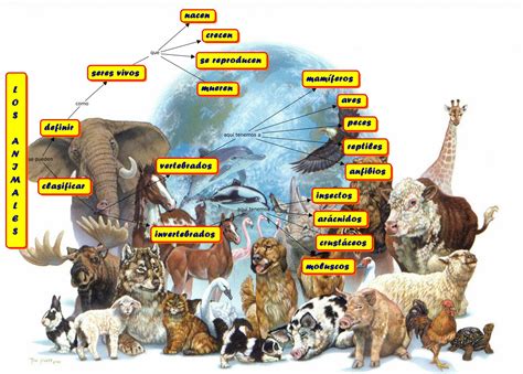 La vida animal: Clases de animales