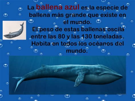 La vida bajo el mar delfines y ballenas
