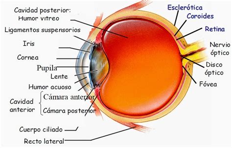 La visión: Partes del ojo