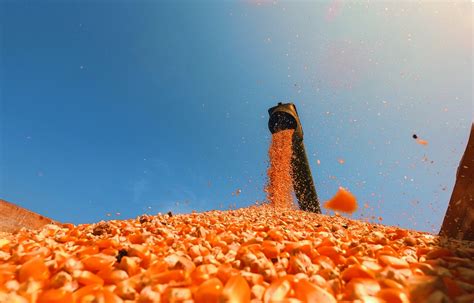 La volatilidad del mercado de cereales amenaza con  destruir  la ...