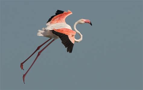 La Zumaya: Flamencos en vuelo/Flamingos in flight