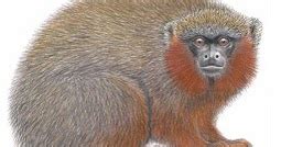 Laberinto en extinción: Mono tití de Caquetá  Plecturocebus caquetensis