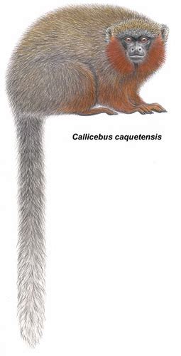 Laberinto en extinción: Mono tití de Caquetá  Plecturocebus caquetensis